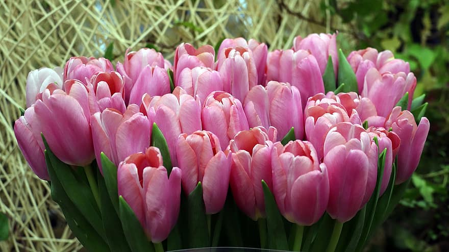 チューリップ、フラワーズ、工場、ピンクの花、咲く、植物園、自然、フローラ、花、フラワーヘッド、鮮度