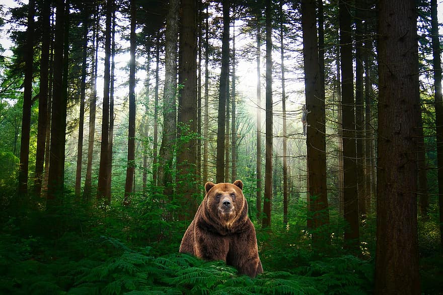 фон, ліси, темний, ведмідь, фантазія, тварина, цифрове мистецтво