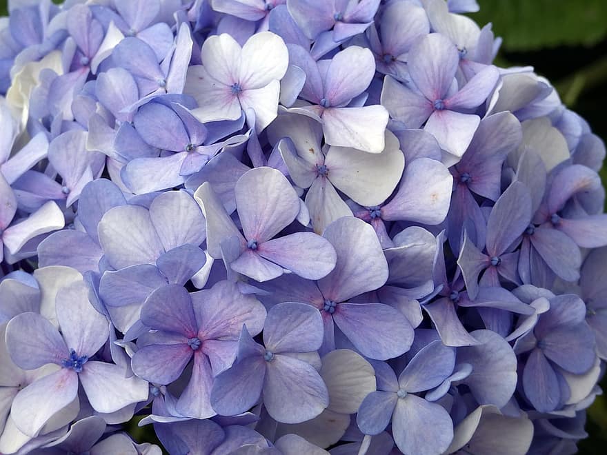 hortensia, blommor, blåa blommor, kronblad, blå kronblad, blomma, trädgård, flora, växt, natur, närbild
