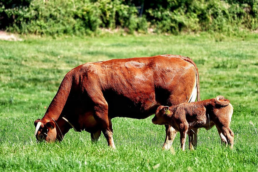karvė, gyvūnas, veršelis, ganyklose, Žemdirbystė, bio, ekologinis ūkininkavimas