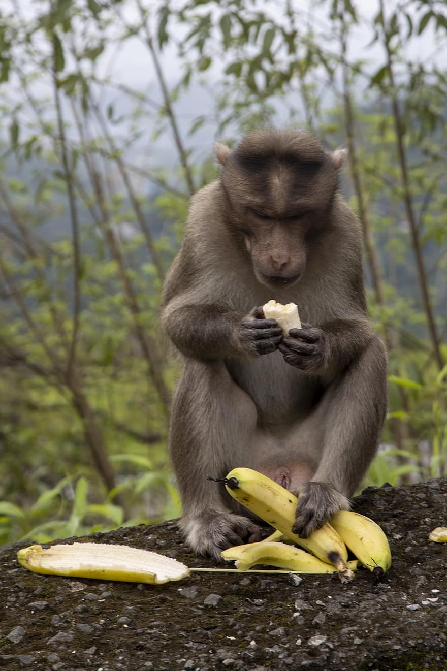 monyet, hewan, mamalia, primata, margasatwa, makan, gurun, fauna