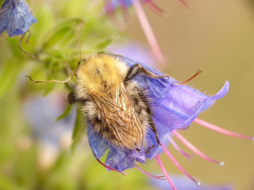 mehiläinen, ampiainen, hyönteinen, makro, eläin, hunaja, luonto, kukka, kasvisto, lähikuva, eläinten maailma