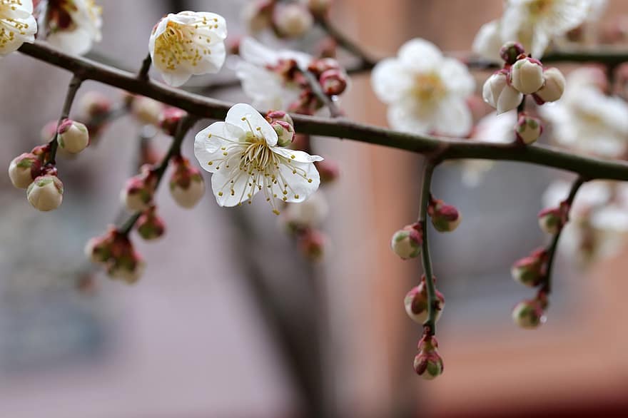 Plum Blossoms, White Flowers, Spring Flowers, Spring, Plum Tree, Flowers, close-up, branch, flower, springtime, plant