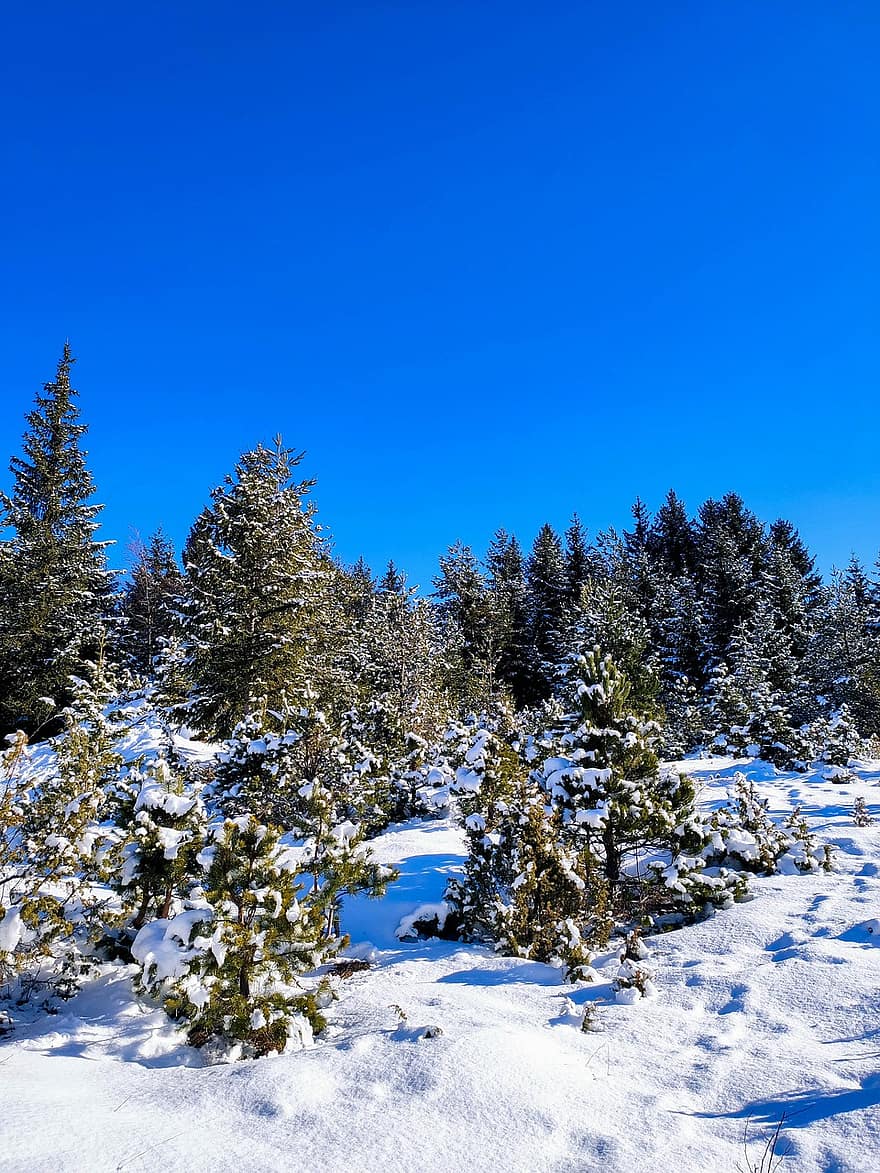 žiemą, kalnas, miškas, sniegas, pušys, bosnia, Trebevičius, sarajevas, mėlyna, medis, sezoną
