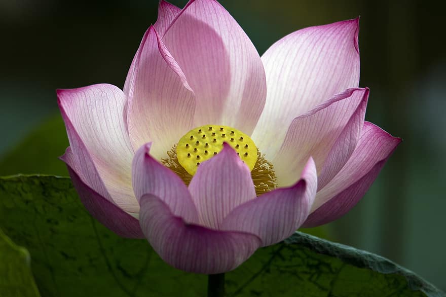 lotus, çiçek, bitki, pembe çiçek, Nilüfer, yaprakları, tohum kabuğu, Çiçek açmak, Lotus yaprağı, suda yaşayan bitki, doğa