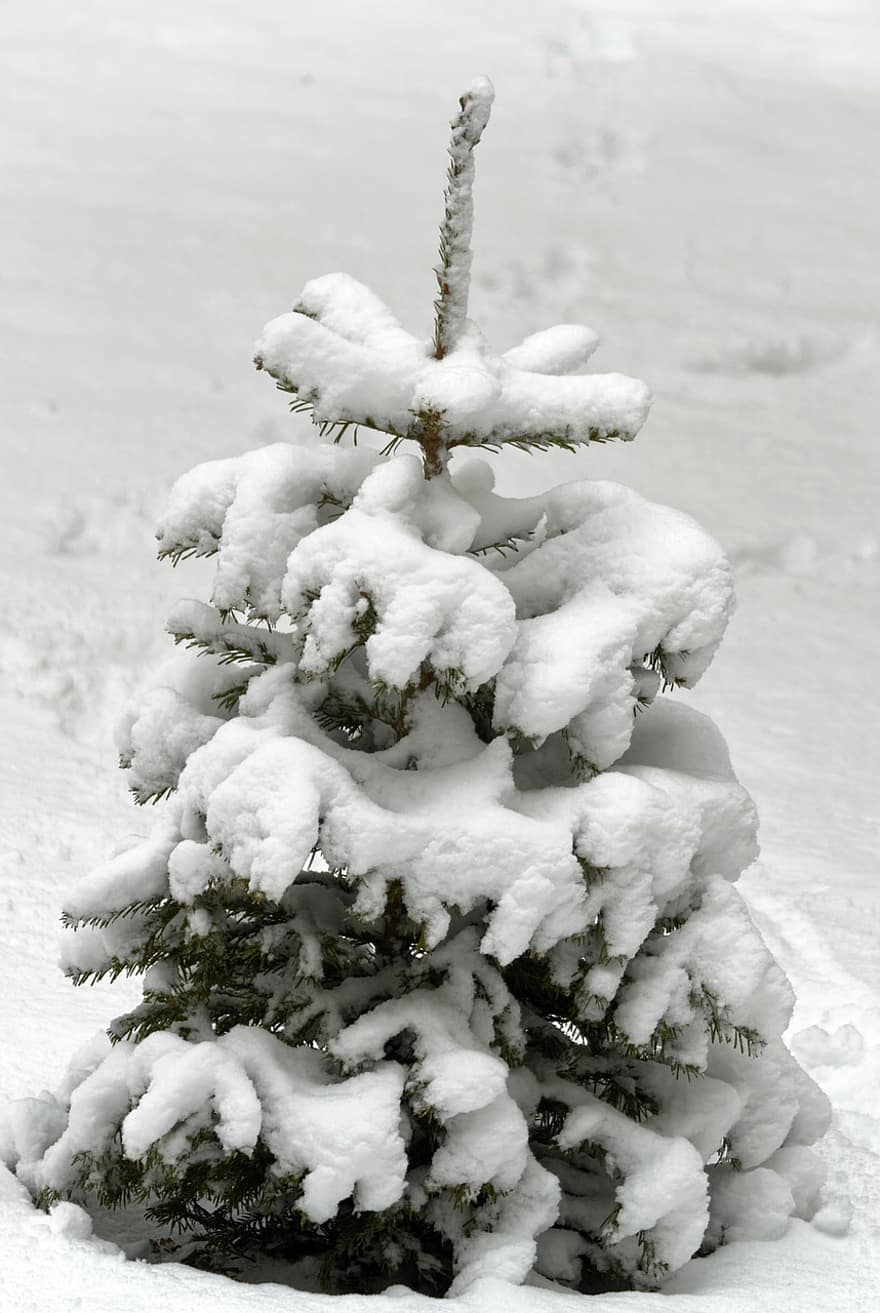 dennenboom, sneeuw, winter, takken, naaldboom