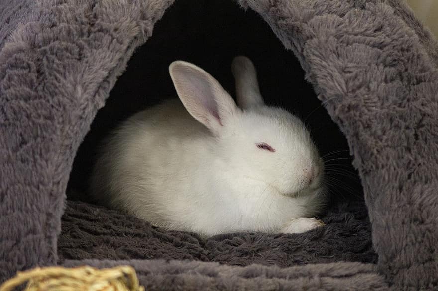 conill, mascota, conill blanc, animal, mamífer, bonic, endormiscat, esponjós