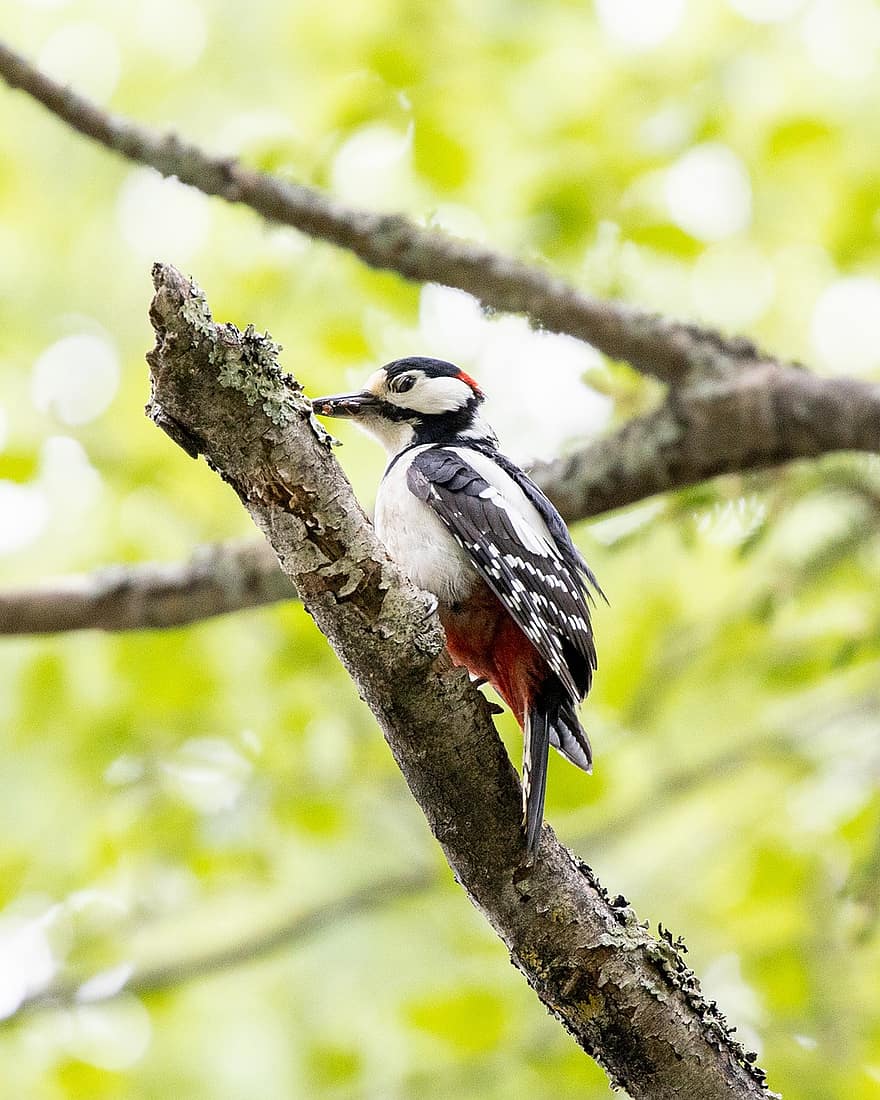 Bird, Woodpecker, Great Spotted Woodpecker, Branches, Feathers, Plumage, Ave, Avian, Ornithology, Bird Watching, Animal World