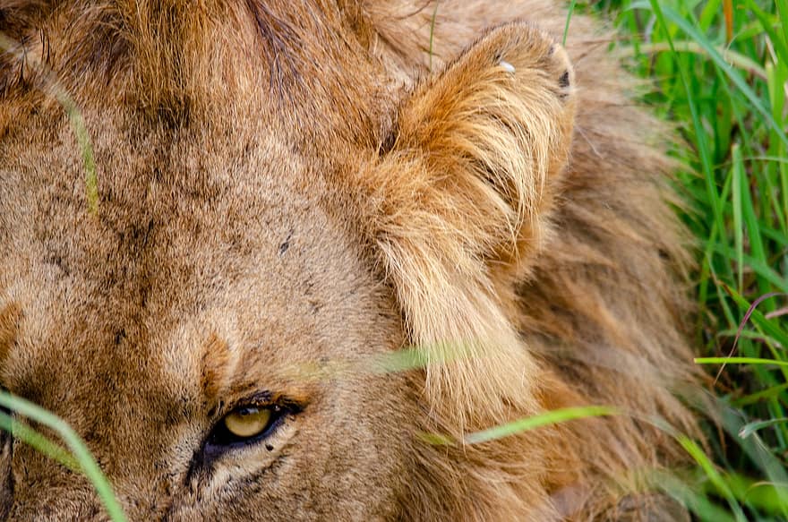 leijona, eläin, harja, nisäkäs, saalistaja, villieläimet, safari, eläintarha, villieläinten valokuvaus, erämaa, lähikuva