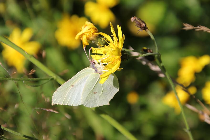 medžio balta, drugelis, apdulkinimas, geltona gėlė, pobūdį, makro, pievos