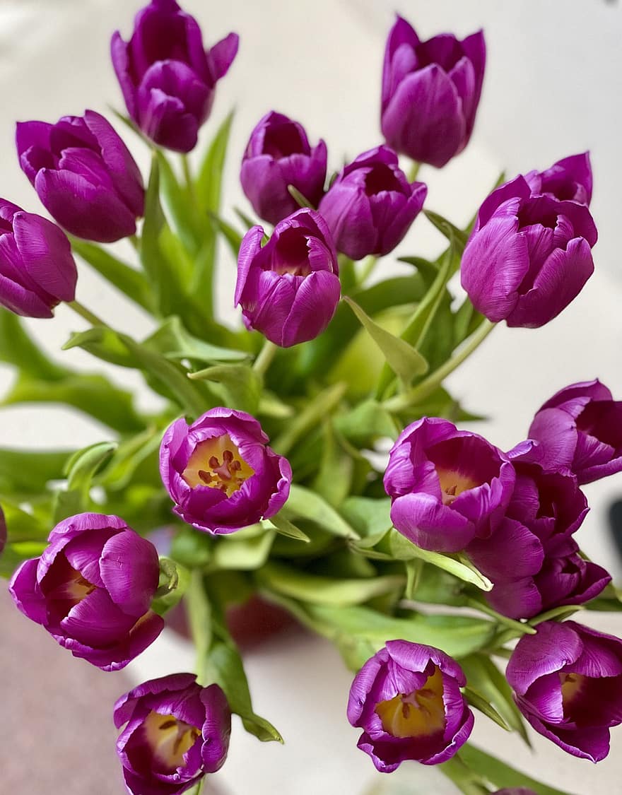 цветы, тюльпаны, пурпурный, природа, цветение, лепестки, цвести, весна, сезонное, на открытом воздухе, завод