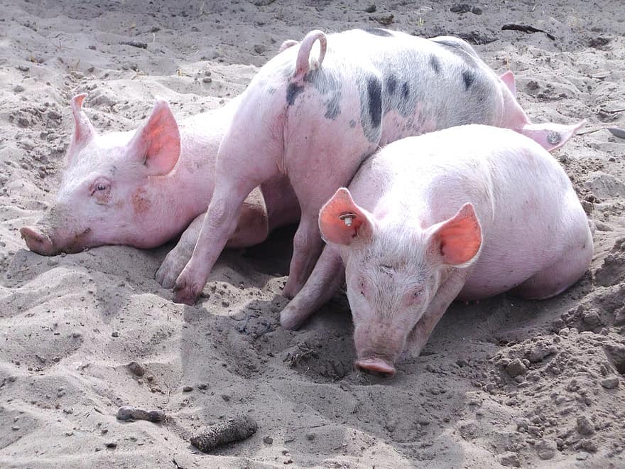 свинья, везение, счастливая свинья, талисман, сельское хозяйство, розовый, день нового года, счастливый, ферма, Сильвестр, деревенская свинья