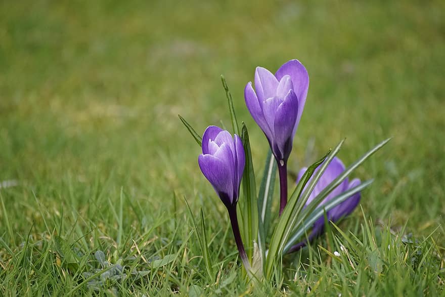 фиолетовые цветы, фиолетовые крокусы, цветы, луг, весна, трава