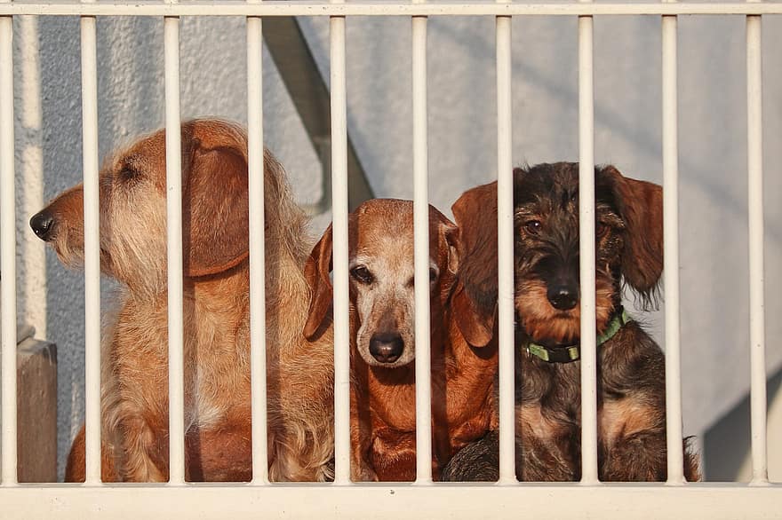 дакел, кучета, ограда, домашни любимци, кафяв, животни, вътрешен, кучешки, бозайници, ловни кучета, градинска ограда