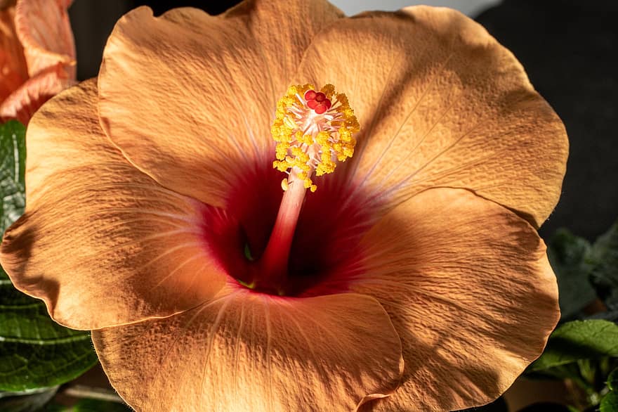 hibisco, flor, plantar, hibiscus rosa-sinensis, flor havaiana, hawaiiblomst, estames, pistilo, pétalas, natureza, fechar-se