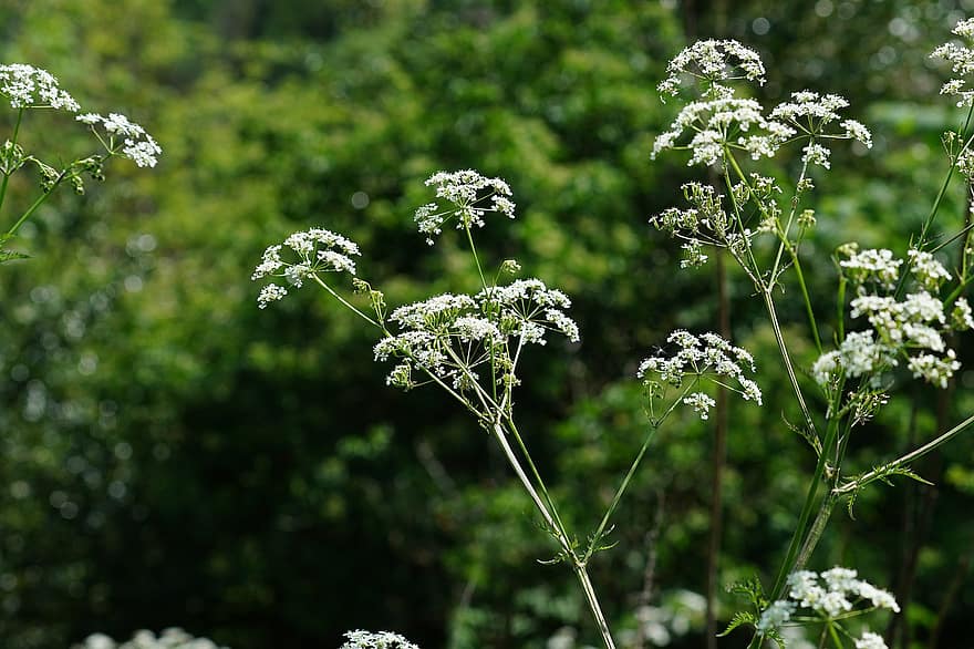 Flowers, Cow Parsley, Field, Countryside, Spring, Flora, Botany, Outdoor