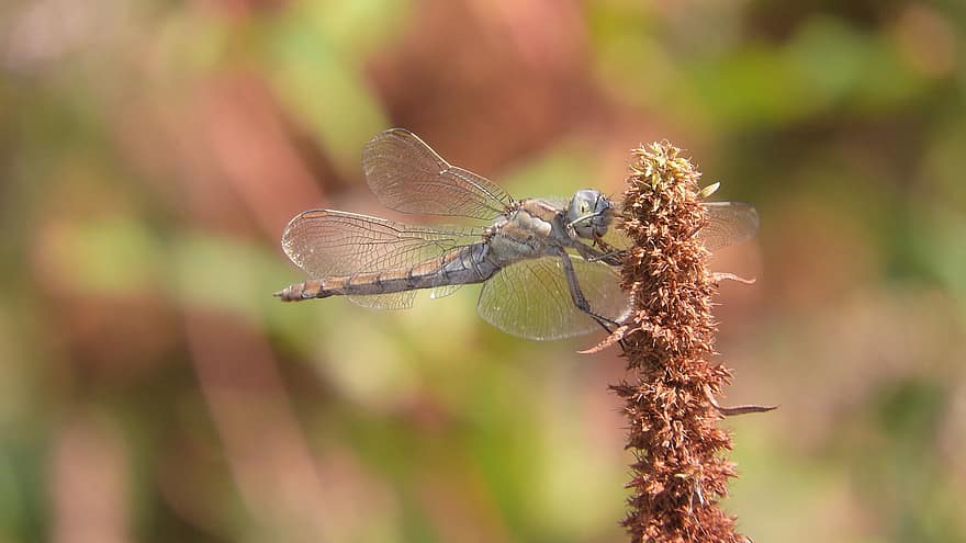 dragonfly, insekt, orthetrum brunneum, Spotted Dragonfly, detalj, vinger, anlegg
