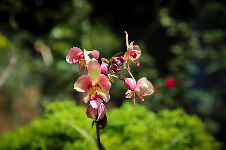 orkideer, blomster, hage, petals, orkidéblomstrer, blomst, blomstre, flora, natur