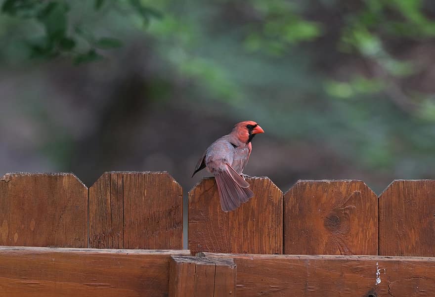 cardenal, pájaro, cerca, madera, pajaro rojo, pájaro macho, animal, pájaro cantor, fauna silvestre, plumas, plumaje