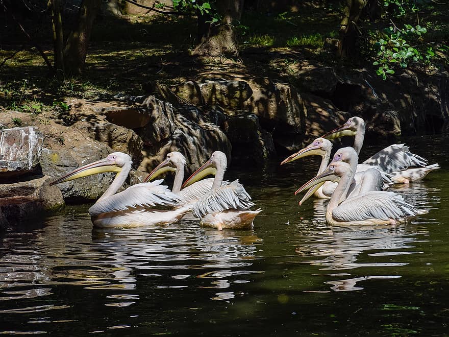 pelicano, pássaro, bico, penas, plumagem, agua, zoologia