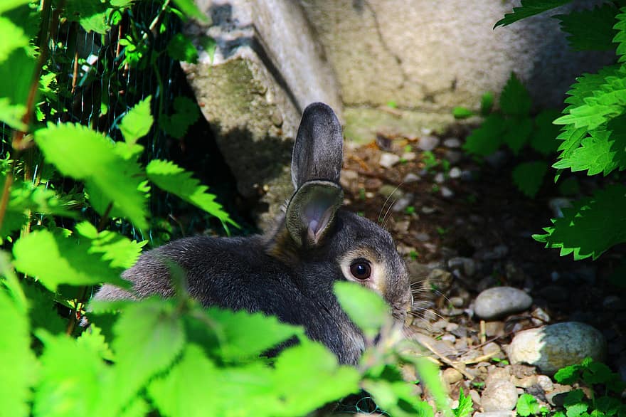 kanin, öron, hare, påsk, påskhare, djur-, natur, söt, djurvärlden, däggdjur, gräs