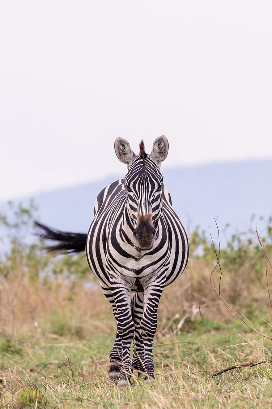 zebra, zwierzę, safari, koński, ssak, dzikiej przyrody, w paski, fauna, pustynia, łąka, Natura