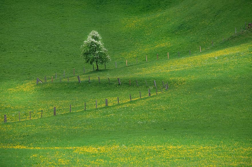 Nature, Landscape, Meadow, Flower Meadow, Flowers, Fence, rural scene, grass, farm, tree, green color