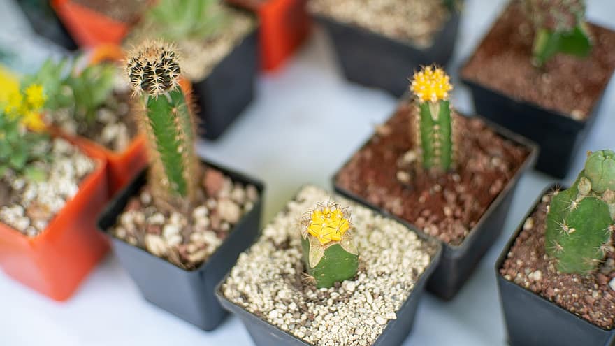 plante, cactus, botanique, croissance, feuille, pot de fleur, fermer, couleur verte, fleur, plante succulente, plante en pot