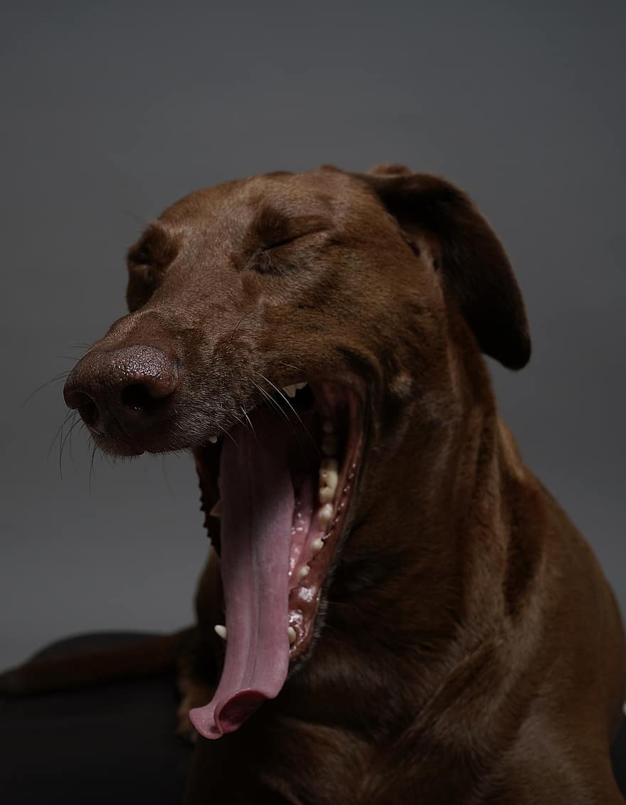 koira, muotokuva, haukotus, lemmikki-, ruskea koira, koiran-, studio-valokuvaus, nisäkäs, eläin, kotimainen koira
