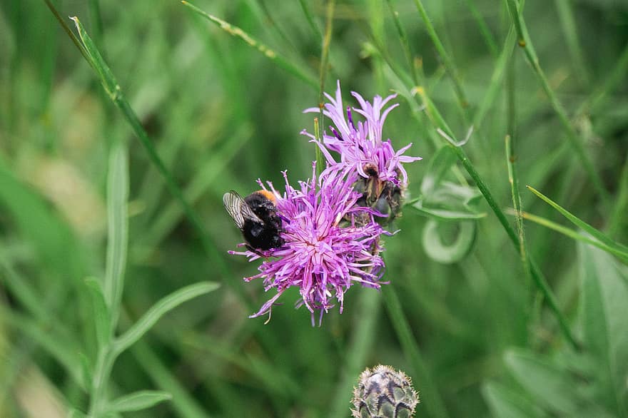 bourdon, chardon, pollinisation, abeille, fleurs, insecte, fermer, la nature, Prairie