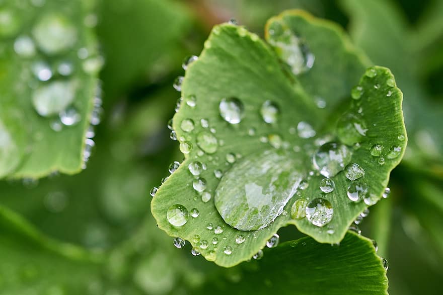 τζίνγκο, φύλλο, δροσιά, σταγόνες βροχής, βρεγμένος, ginkgo biloba, πολύτριχο, πράσινος, φυτό, φύση, περιβάλλον