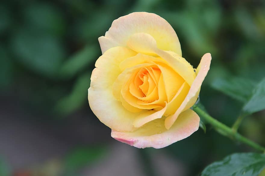 Rosa, flor, flor amarilla, pétalos, Rosa amarilla, Pétalos amarillos, floración, flora, botánica, jardín