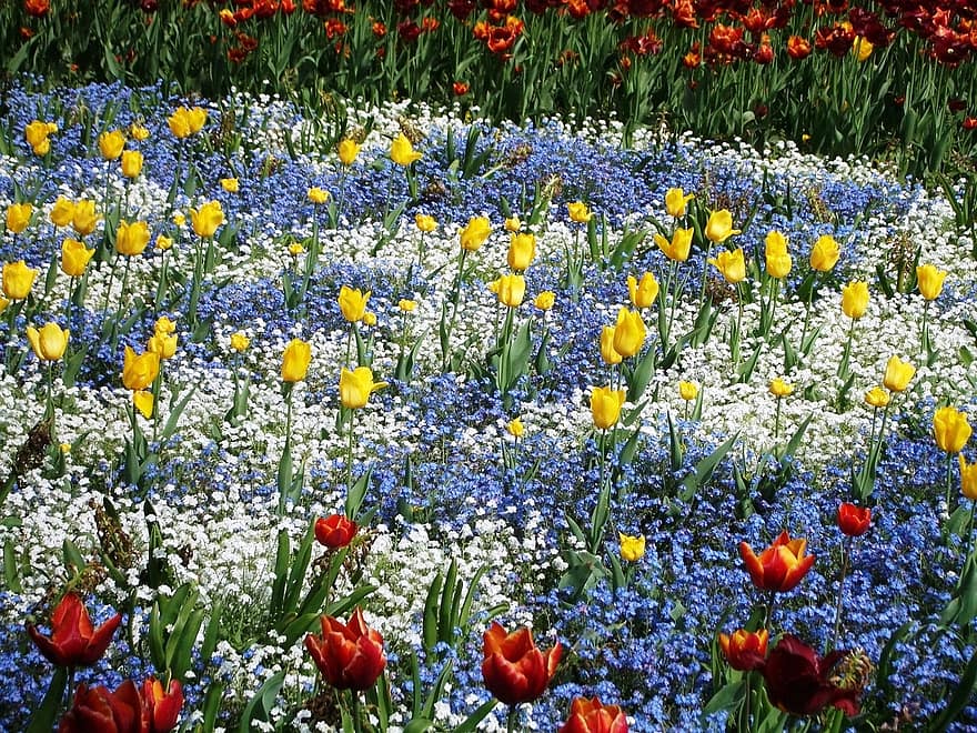 blomst, tulipaner, natur, vår, flora, planter, blomstrer