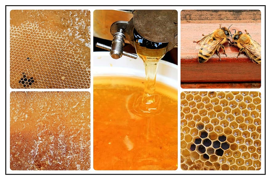 collage, fotokollage, honung
