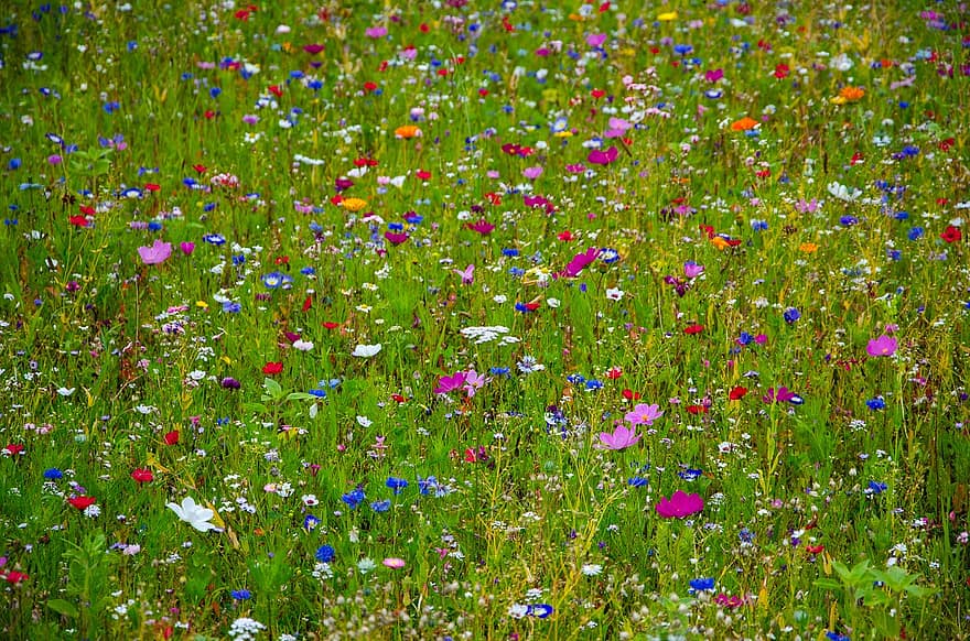 ziedu pļava, krāsains, rudzupuķes, klatschmohn, Heide-elke, dārzs, vasarā, ziedi, zāli, savvaļas zieds, zied