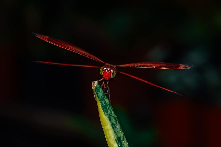 dragonfly, insekt, blad, dyr, vinger, gress, anlegg, hage, natur, mørk, nærbilde