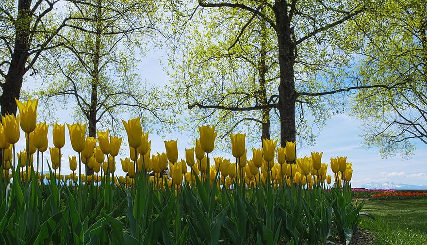 Tulips, Flowers, Garden, Tulip Garden, Blossoms, Spring Blossoms, Bloom, Plants, Park, springtime, yellow