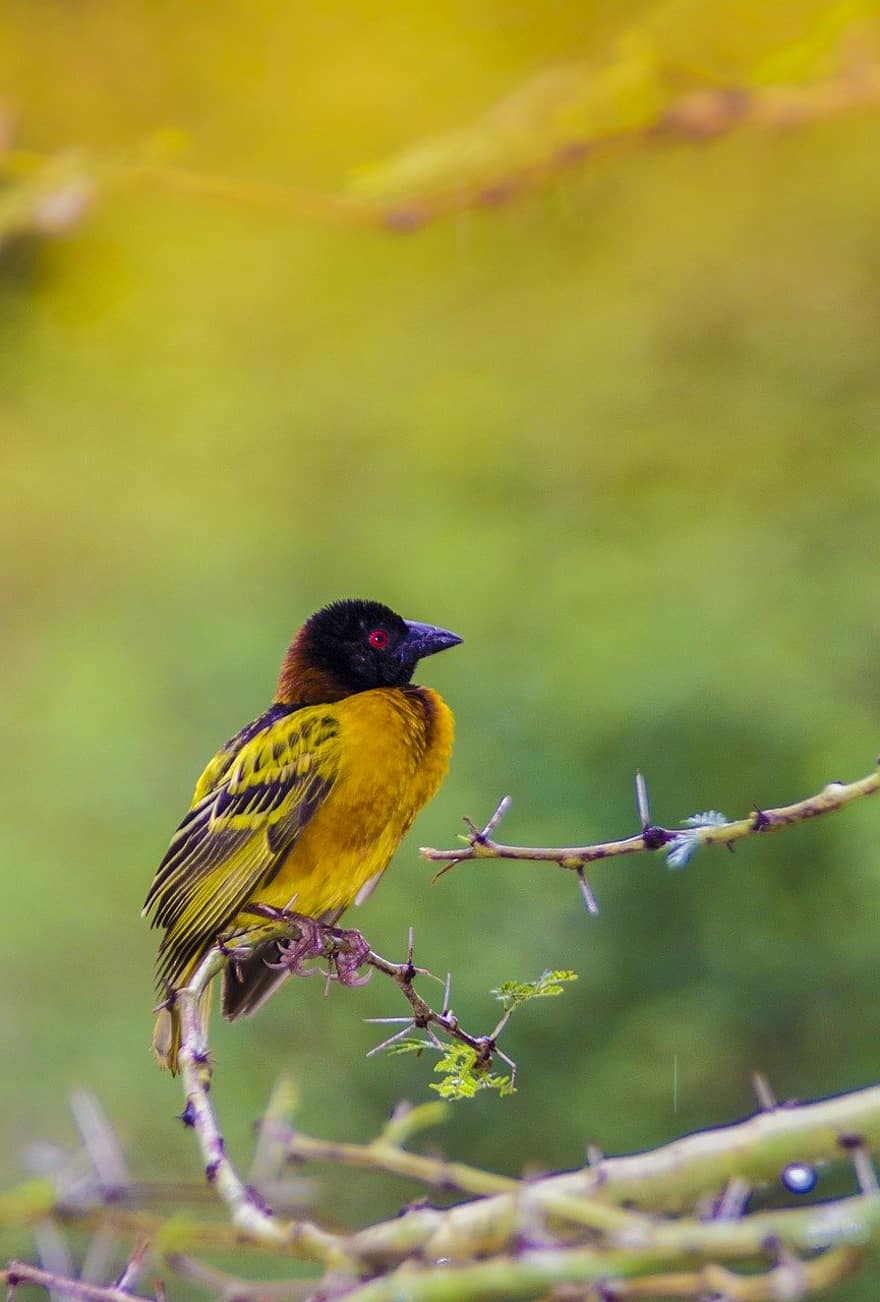 Weaver, Bird, Africa, Fauna, Nature, Ornithology, Colorful, Color, Plumage, beak, feather
