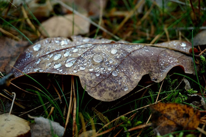 水滴、雨滴、オークの葉、自然、秋