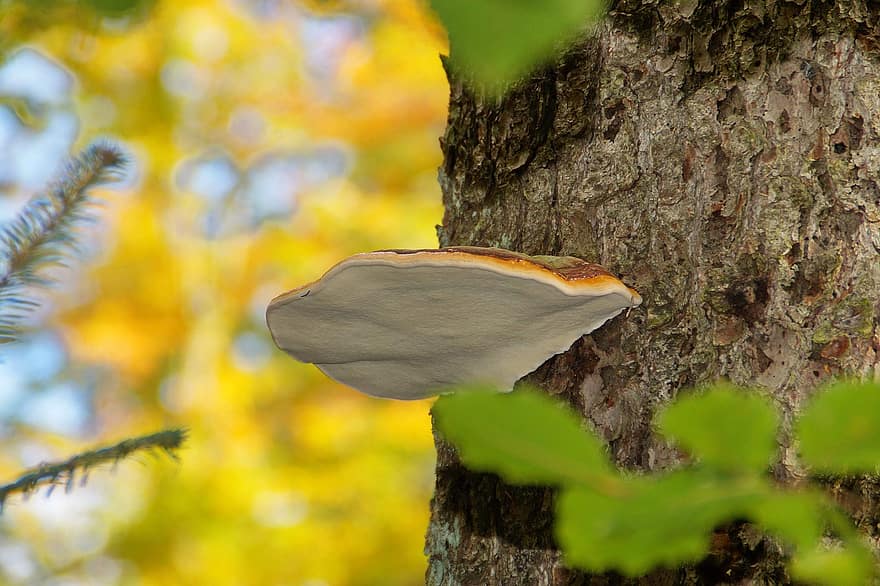 Tree, Fall, Mushroom, Nature, Mycology, Fungus, autumn, forest, close-up, leaf, season