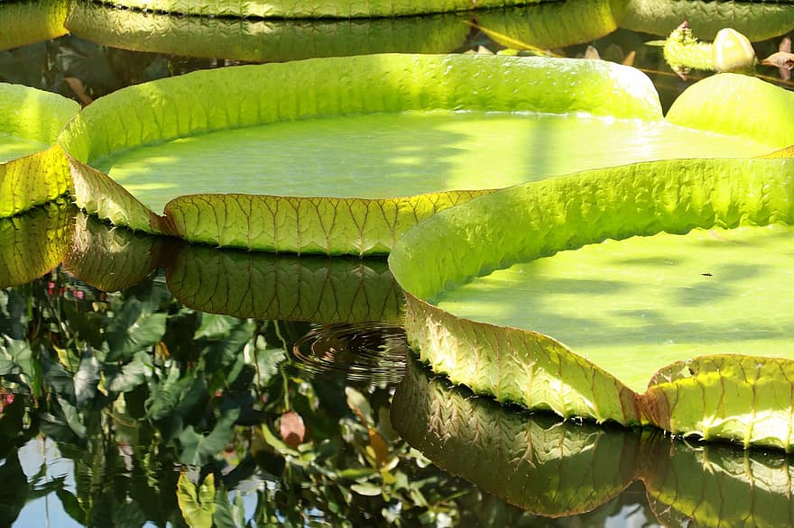 riesige Seerose, Seerosen, Teich, Seerose, Wasserpflanze, Reflexion, Wasser, Natur, Garten, Park, Bali