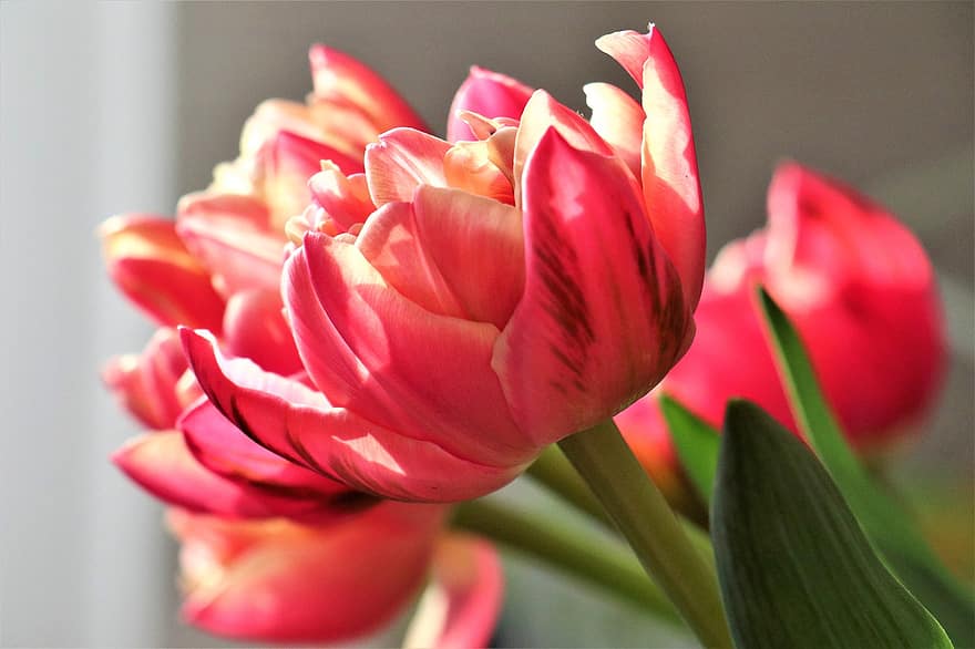 tulipaner, blomster, kronblade, buket, lyserøde blomster, flor, forår, blomst, tæt på, tulipan, plante