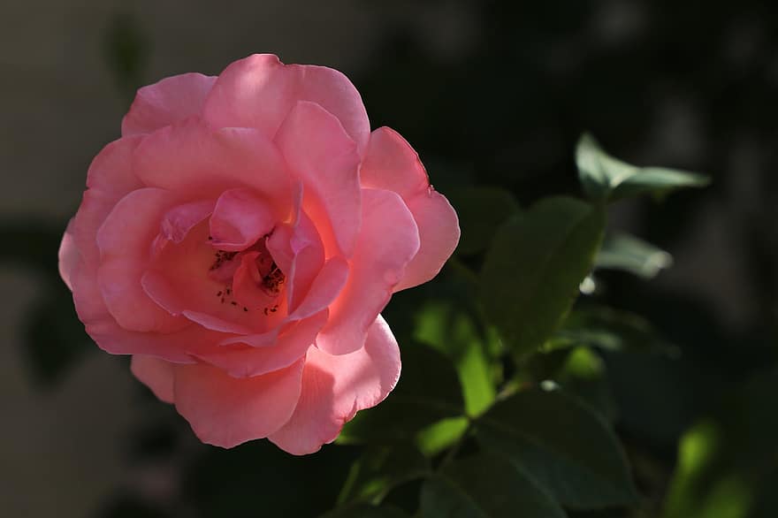 papillon rosa rosa, fiore, petali di rosa, foglie verdi, pianta, decorativo, natura