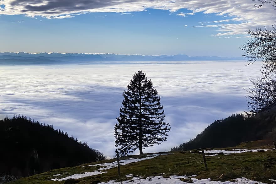 Tree, Sea Of Clouds, Horizon, Peak, Summit, Fields, Highlands, Meadow, Snow, Sea Of Fog, Jura