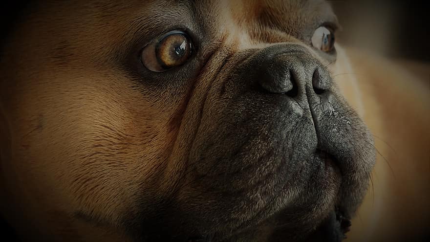 Bulldog français, chien, bouledogue, visage, museau, regard étonné, fermer, fourrure, portrait d'animal, émotions, mignonne