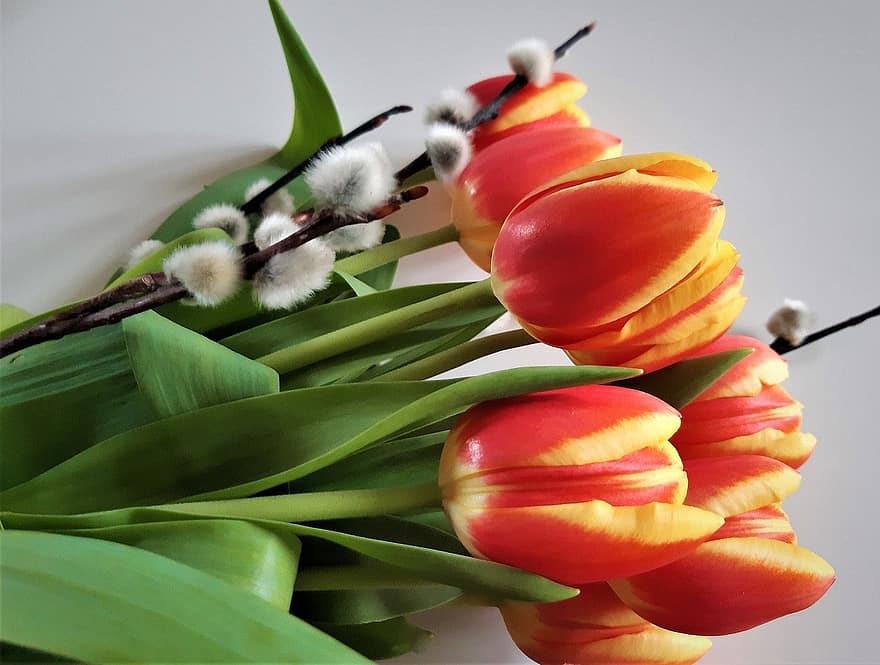 virágok, tulipán, tavaszi, évszaki, virágzás, virágzik, szirmok, növekedés, makró, fűzfa, húsvéti