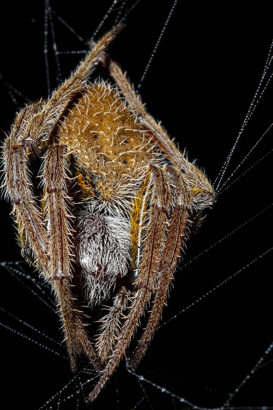 Spindel, spindelnät, insekt, entomologi, natt, makro, närbild, arachnid, läskigt, djur i det vilda, svart bakgrund