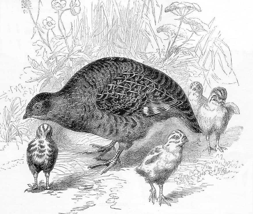 Partridge, Chicks, Engraving, Birds, Game Bird, Animals, Plumage, Nature, Vintage, Ground