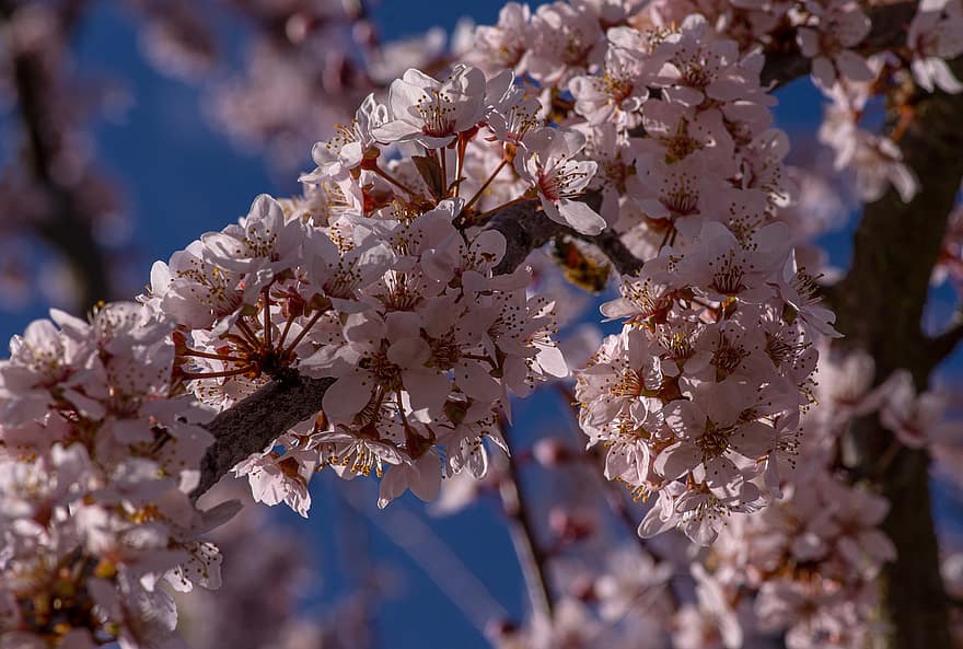 sakura, květiny, třešňové květy, bílé okvětní lístky, okvětní lístky, květ, flóra, jarní květiny, Příroda, jaro, větev