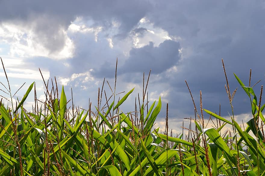 kukurydza, niwa, rolnictwo, pole, orny, Natura, wiejski, rośliny, plantacja, niebo, chmury
